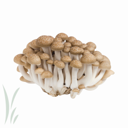 Brown Hon Shimeji Mushrooms / lb
